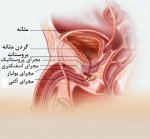 آشنایی با آناتومی مجرا